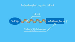Rna, die vom ribosom gelesen wird, um ein protein zu produzieren. Transkription Biologie Ablauf Und Rna Prozessierung Mit Video Mit Video Mit Video