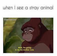 When I See A Stray Animal Funny Pictures With Captions Funny Pictures Funny Memes
