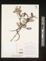 Image result for Stereospermum harmsianum