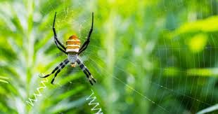 Washington, texas, may 10, 2008. Flying Spiders How To Get Rid Of Spiders Do Spiders Poop