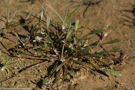 Image result for Limosella