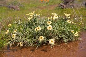 Image result for Arctotheca