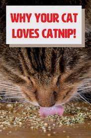 The History Of Catnip And Why Your Cat Loves It So Much Catnip Cat Love Cats