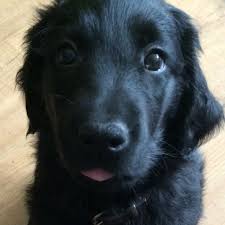 We did not find results for: The Black Golden Retriever Profile Traits Adoption Dog Dwell