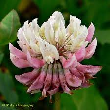 Image result for Trifolium masaiense