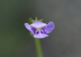 Image result for Linderniaceae