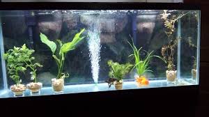 55 Gallon Fancy Goldfish Tank All Set Up Before Picture In Comments Aquariums Goldfish Tank Goldfish Goldfish Aquarium