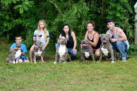 Profile for Americas Babysitter Pitbull & Bullies