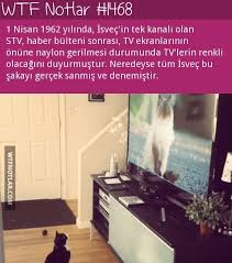 Yaren Boz Gercekler Gizli Bilgi Komik Seyler