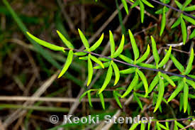 Image result for Pellaea angulosa