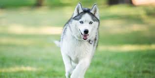 The researchers warn that a lack of socialization opportunities can lead to. 13 Wolf Dog Breeds Siberian Husky Northern Inuit Dog And More