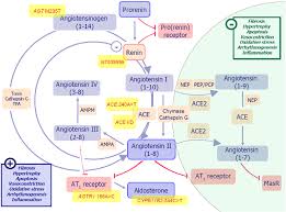 Maybe you would like to learn more about one of these? Biomarkers Of Activation Of Renin Angiotensin Aldosterone System In Heart Failure How Useful How Feasible Semantic Scholar