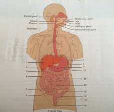 Organs Of The Digestive System And Related Structures Flashcards Quizlet