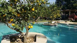 Piscine Picture Of Natulys Rabat Tripadvisor