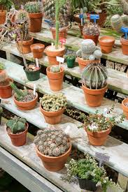 If A Cactus Breaks Off Don T Throw The Broken Piece Away Put It Into Cactus Soil And Start A New Plant Cacti Also Known A Cactus Farm Plants Growing Plants