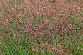 Image result for Monocymbium