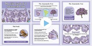 Tui magic life club jacaranda with a beautiful sandy beach near side. Life Cycle Of A Jacaranda Tree Powerpoint Teacher Made
