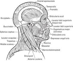 The muscular system is made up of specialized cells called muscle fibers. Muscles Setting You In Motion Anatomy Physiology For Dummies 3rd Ed