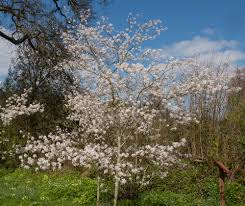 Maybe you would like to learn more about one of these? Laubbaume Fur Den Garten Die Schonsten Sorten