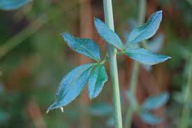 Image result for Jasminum nudiflorum