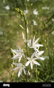 Image result for Anthericaceae