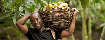 Mars und uc davis eröffneten gemeinsam einen hub zur innovativen erforschung der kakaopflanze. Hintergrund Fairtrade Kakao Fairtrade Deutschland