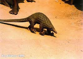 Interesting facts about pangolin pangolini pholidota african ant eater scaly armadillo anteater like animal armadillo. Armadillo Relatives