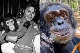 Where Is Michael Jackson's Chimp Bubbles Now? Inside the Life of the Famous Ape Today