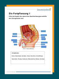 Maybe you would like to learn more about one of these? Mannliche Geschlechtsorgane