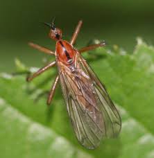 Image result for Empogona sp. A