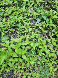 Image result for Oplismenus undulatifolius