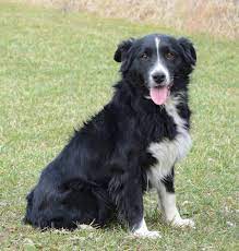 Border collies are still used as herding and working dogs on farms and ranches today. Buckeye Border Collie Rescue Home Facebook