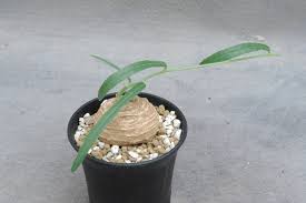 Image result for Trochomeria polymorpha