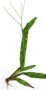 Image result for Axonopus