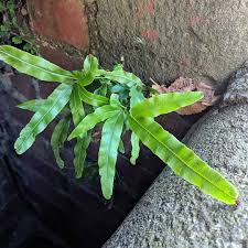 Image result for Pteris commutata