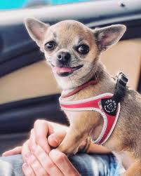 The apple head chihuahua is probably the most popular type of chihuahua that you often see in dog shows, movies, and tv shows. Your Complete Guide To The Deer Head Chihuahua K9 Web