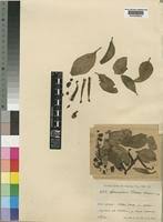 Image result for Agelanthus sansibarensis