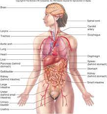 Groups of organs form organ systems; Female Anatomy Image Koibana Info Human Body Diagram Human Anatomy Female Human Body Anatomy