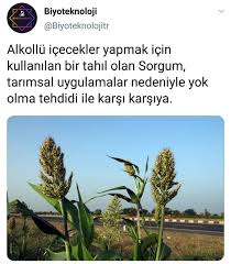 Sorghum Plant Is Threatened With Extinction Biyoteknoloji Instagram Biliyor Muydunuz