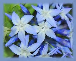 Pin On Flower Essences