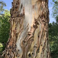 Image result for Eucalyptus camaldulensis