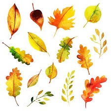 osenyu i klenovye listya narisovano rastenie prostoe priroda klipart osen osennih listev png i psd fajl png dlya besplatnoj zagruzki watercolor autumn leaves watercolor paintings for beginners autumn leaves