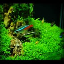 In it, i have my betta fish bokeh, neon tetras, and pygmy cory catfish. Maturing Very Well Aquascape Aquascape Jeddah