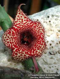 Image result for Huernia volkartii