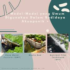 Model Aquaponik Yang Sering Digunakan Di 2020 Aquaponics Tanaman Wadah Tanaman