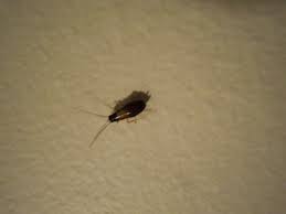 We did not find results for: Small Brown Bug With White Yellow Spot Found In Kitchen Whatsthisbug