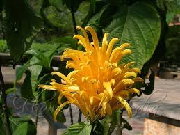 Image result for Justicia aurea
