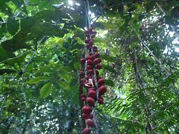 Image result for Aphanamixis