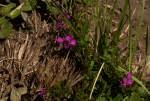 Image result for Polygala ohlendorfiana