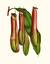 Black And White Images Of Pitcher Plant Nepenthes Pitcher Plant Vintage Illustration Art Print By The Carnivore Girl Vintage Illustration Art Pitcher Plant Vintage Illustration